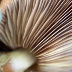 Gymnopilus junonius at Casey, ACT - 23 Apr 2023