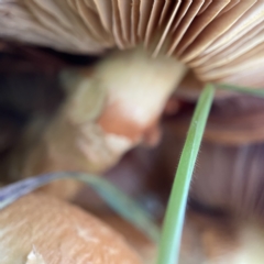 Gymnopilus junonius at Casey, ACT - 23 Apr 2023