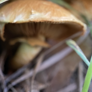 Gymnopilus junonius at Casey, ACT - 23 Apr 2023