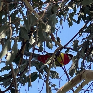 Platycercus eximius at Casey, ACT - 23 Apr 2023