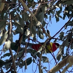 Platycercus eximius at Casey, ACT - 23 Apr 2023