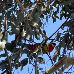 Platycercus eximius at Casey, ACT - 23 Apr 2023