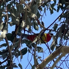 Platycercus eximius at Casey, ACT - 23 Apr 2023