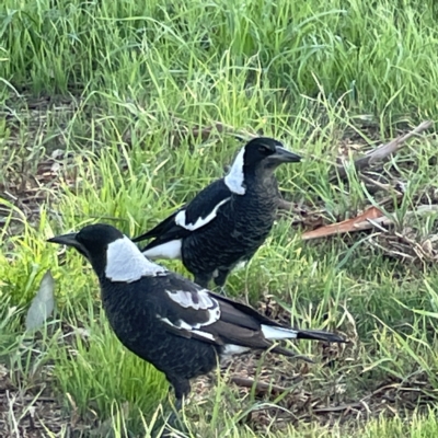 Gymnorhina tibicen (Australian Magpie) at Casey, ACT - 23 Apr 2023 by Hejor1