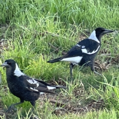 Gymnorhina tibicen at Casey, ACT - 23 Apr 2023 10:25 AM