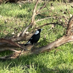 Gymnorhina tibicen at Casey, ACT - 23 Apr 2023