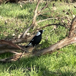 Gymnorhina tibicen at Casey, ACT - 23 Apr 2023 10:25 AM