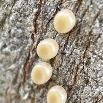 Coleoptera (order) immature at Casey, ACT - 23 Apr 2023 by Hejor1