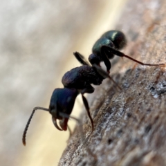 Rhytidoponera metallica (Greenhead ant) at Casey, ACT - 23 Apr 2023 by Hejor1