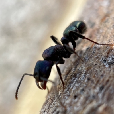 Rhytidoponera metallica (Greenhead ant) at Casey, ACT - 23 Apr 2023 by Hejor1