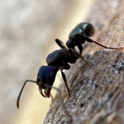 Rhytidoponera metallica (Greenhead ant) at Casey, ACT - 22 Apr 2023 by Hejor1