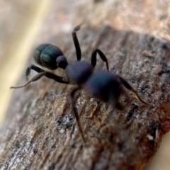 Rhytidoponera metallica at Casey, ACT - 23 Apr 2023 09:43 AM