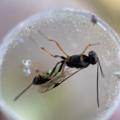 Ichneumonoidea (Superfamily) (A species of parasitic wasp) at Casey, ACT - 23 Apr 2023 by Hejor1