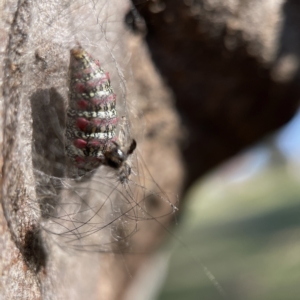 Anestia (genus) at Casey, ACT - 23 Apr 2023