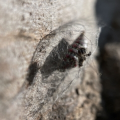 Anestia (genus) at Casey, ACT - 23 Apr 2023