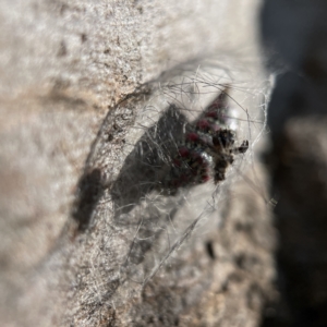 Anestia (genus) at Casey, ACT - 23 Apr 2023