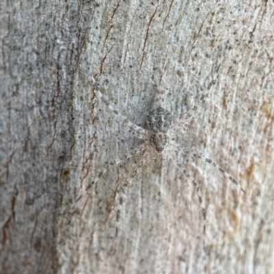 Tamopsis sp. (genus) (Two-tailed spider) at Casey, ACT - 22 Apr 2023 by Hejor1