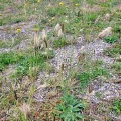 Chloris virgata (Feathertop Rhodes Grass) at Queanbeyan, NSW - 23 Apr 2023 by trevorpreston