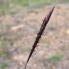 Bothriochloa macra (Red Grass, Red-leg Grass) at Queanbeyan, NSW - 23 Apr 2023 by trevorpreston