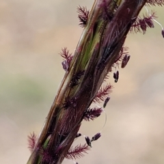 Bothriochloa macra at Queanbeyan, NSW - 23 Apr 2023