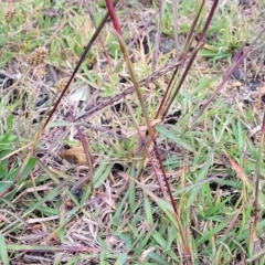 Bothriochloa macra at Queanbeyan, NSW - 23 Apr 2023