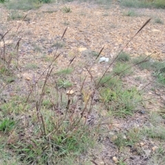 Bothriochloa macra at Queanbeyan, NSW - 23 Apr 2023