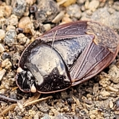 Cydnidae (family) (Burrower bug) at QPRC LGA - 23 Apr 2023 by trevorpreston