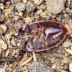 Cydnidae (family) at Queanbeyan, NSW - 23 Apr 2023