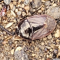 Cydnidae (family) at Queanbeyan, NSW - 23 Apr 2023