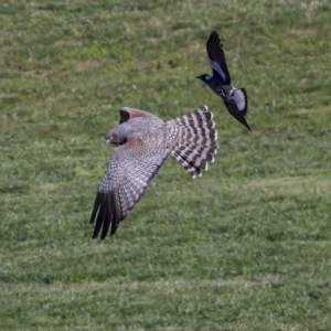 Circus assimilis at Molonglo Valley, ACT - 22 Apr 2023