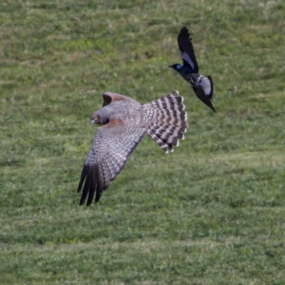 Circus assimilis (Spotted Harrier) at Molonglo Valley, ACT - 22 Apr 2023 by KorinneM