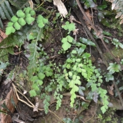 Adiantum atroviride (A Maidenhair Fern) at Budderoo National Park - 23 Apr 2023 by plants