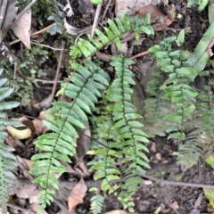 Pellaea nana (Dwarf Sickle Fern) at Jamberoo, NSW - 23 Apr 2023 by plants