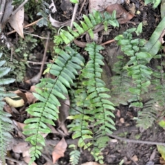 Pellaea nana (Dwarf Sickle Fern) at Budderoo National Park - 22 Apr 2023 by plants