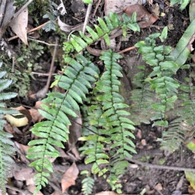 Pellaea nana (Dwarf Sickle Fern) at Budderoo National Park - 22 Apr 2023 by plants