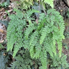 Adiantum formosum (Black Stem, Black-stem Maidenhair) at Budderoo National Park - 23 Apr 2023 by plants