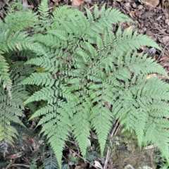 Lastreopsis decomposita (Trim Shield Fern) at Budderoo National Park - 23 Apr 2023 by plants