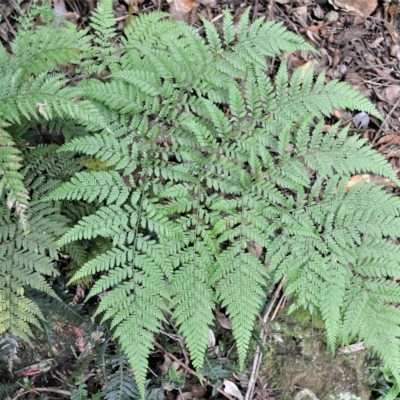 Lastreopsis decomposita (Trim Shield Fern) at Jamberoo, NSW - 23 Apr 2023 by plants