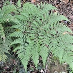 Lastreopsis decomposita (Trim Shield Fern) at Jamberoo, NSW - 22 Apr 2023 by plants