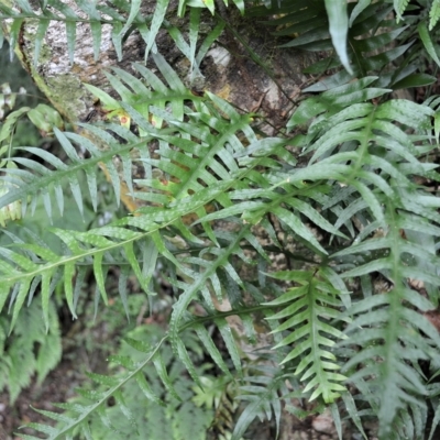 Microsorum scandens (Fragrant Fern) at Budderoo National Park - 23 Apr 2023 by plants