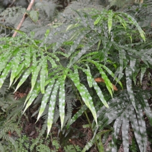 Pteris umbrosa at Jamberoo, NSW - 23 Apr 2023