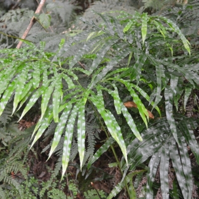 Pteris umbrosa (Jungle Brake) at Budderoo National Park - 22 Apr 2023 by plants