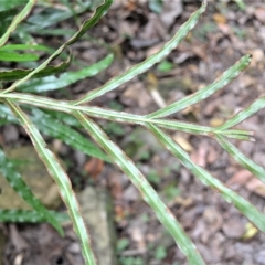 Pteris umbrosa at Jamberoo, NSW - 23 Apr 2023 01:47 AM