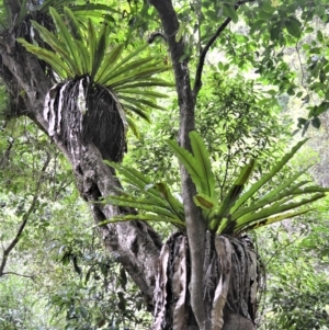 Asplenium australasicum at Jamberoo, NSW - 23 Apr 2023