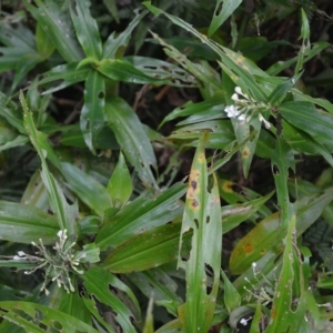 Pollia crispata at Jamberoo, NSW - 23 Apr 2023 01:58 AM