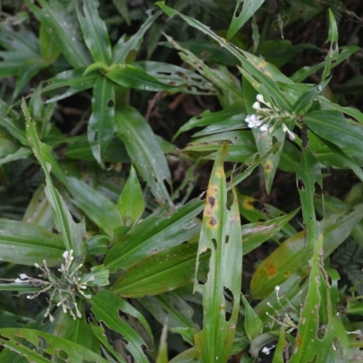 Pollia crispata (Pollia) at Jamberoo, NSW - 23 Apr 2023 by plants