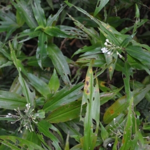 Pollia crispata at Jamberoo, NSW - 23 Apr 2023