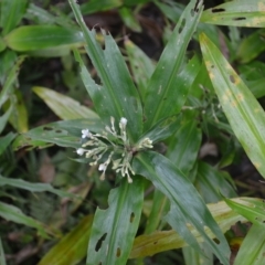 Pollia crispata at Jamberoo, NSW - 23 Apr 2023 01:58 AM