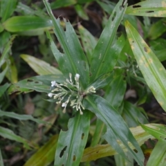 Pollia crispata at Jamberoo, NSW - 23 Apr 2023