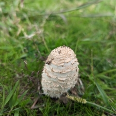 Coprinus comatus (Shaggy Ink Cap) at Holder, ACT - 23 Apr 2023 by Miranda